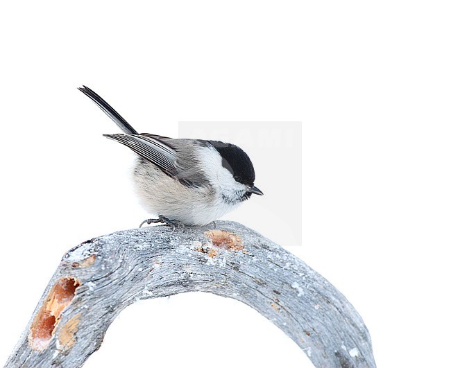 Willow Tit (Poecile montanus borealis) in taiga forest near Kuusamo in Finland during a very cold winter. Sitting on a frost covered branch. stock-image by Agami/Marc Guyt,
