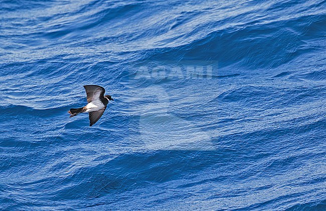 Polynesian storm petrel, Nesofregetta fuliginosa. Photographed during a French Polynesia & The Cook Islands expedition cruise. stock-image by Agami/Pete Morris,