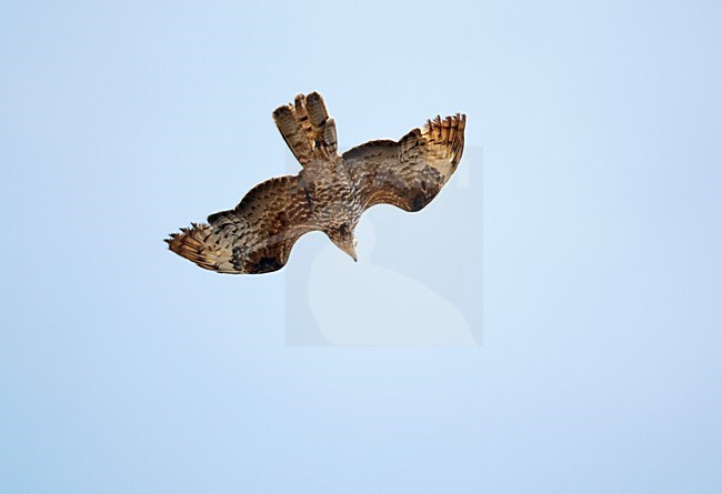 Wespendief in vlucht; European Honey Buzzard in flight stock-image by Agami/Markus Varesvuo,