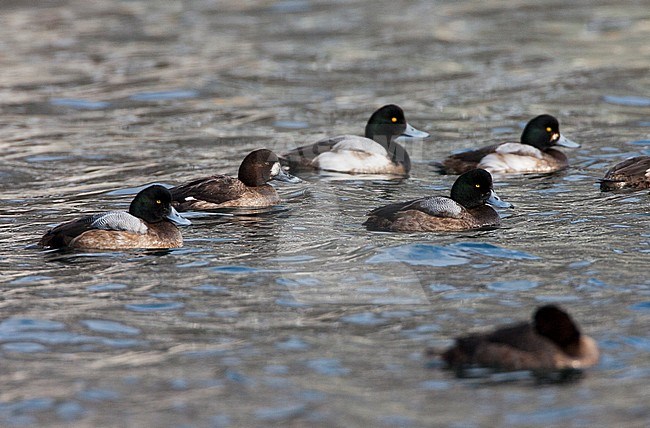 Groep zwemmende Toppereenden; Flock of swimming Greater Scaups stock-image by Agami/Marc Guyt,