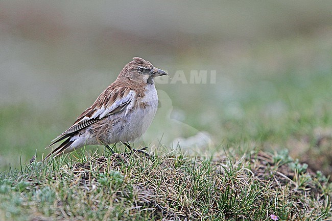 Tibetan snowfinch, Montifringilla henrici, on Tibetan plateau, China. Also known as Henri's Snowfinch. stock-image by Agami/James Eaton,