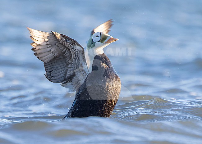 Male Spectacled Eider (Somateria fischeri) stretching its wings before the coast of Texel, the Netherlands, with morning light from the side and back. stock-image by Agami/Lennart Verheuvel,