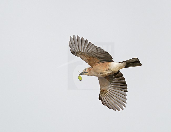 Eurasian Jay (Garrulus glandarius) flying, migrating in blue sky and carrying food, a acorn, in its bill stock-image by Agami/Ran Schols,