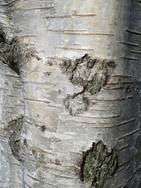 Detail of the bark of a birch tree in the Netherlands. stock-image by Agami/Marc Guyt,