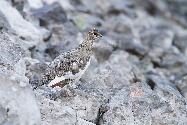 Adult male Alps Rock Ptarmigan (Lagopus muta helvetica) in summer plumage in Alp mountains in Germany. stock-image by Agami/Ralph Martin,