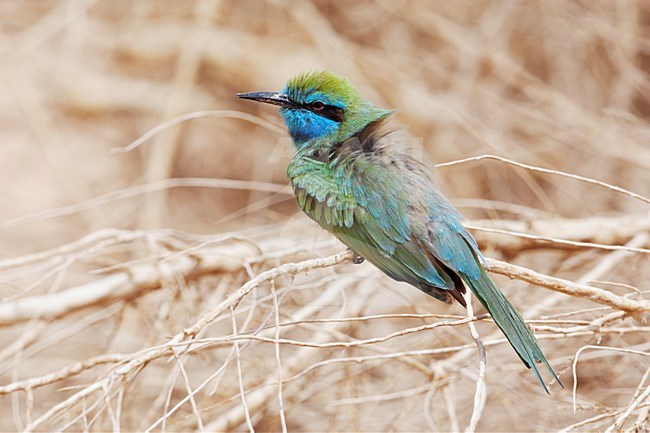 Kleine Groene Bijeneter in zit; Green Bee-eater perched stock-image by Agami/Markus Varesvuo,