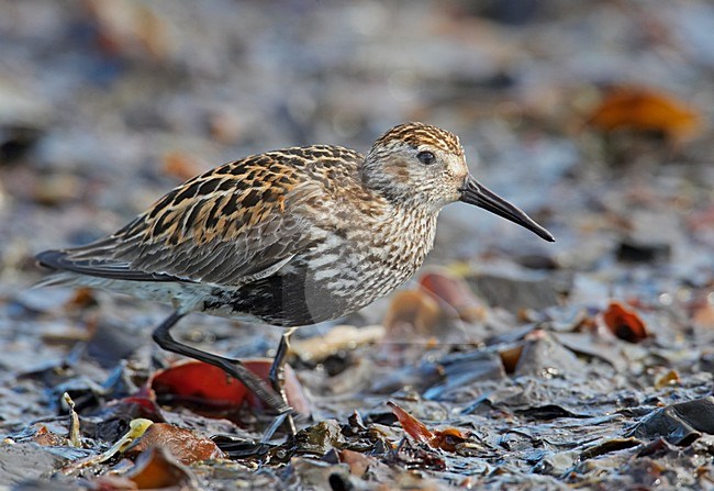 Adulte Bonte Strandloper aan de grond; adult Dunlin on the ground stock-image by Agami/Markus Varesvuo,