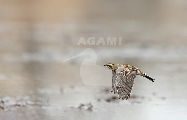 Horned Lark (Eremophila alpestris ssp.flava) in flight at a beach in Vedbæk, Denmark stock-image by Agami/Helge Sorensen,