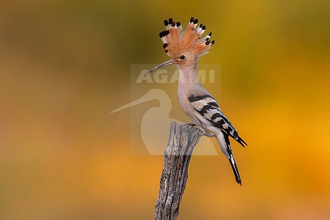 Eurasian Hoopoe (Upupa epops) in Italy. stock-image by Agami/Daniele Occhiato,