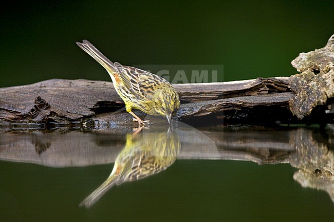 manual updated stock-image by Agami/Marc Guyt,