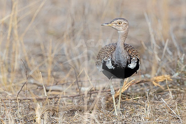 Red-crested Korhaan (Lophotis rufictrista), front view of an adult male standing on the ground, Mpumalanga, South Africa stock-image by Agami/Saverio Gatto,