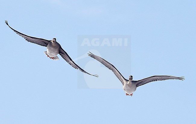 Bean Goose (Anser fabalis) Vardö Norway May 2017 stock-image by Agami/Markus Varesvuo,