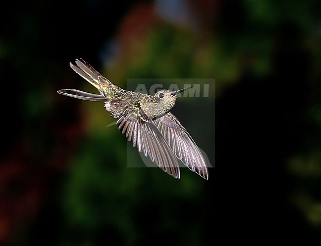 Sombre Hummingbird (Aphantochroa cirrochloris), an endemic species of Hummingbird from Brazil. It occurs in  subtropical or tropical moist lowland forest and heavily degraded former forest. stock-image by Agami/Andy & Gill Swash ,