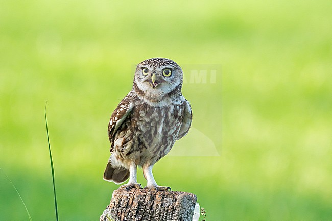 Little Owl (Athene noctua) in the Netherlands stock-image by Agami/Hans Germeraad,