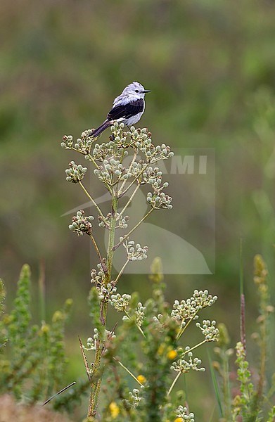 Black-and-white Monjita, Xolmis dominicana, perched on a plant in Southern Cone grasslands - Vulnerable species stock-image by Agami/Andy & Gill Swash ,