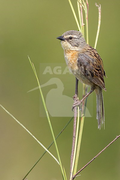 Long-tailed Reed Finch (Donacospiza albifrons) Perched in grasslands in Argentina stock-image by Agami/Dubi Shapiro,