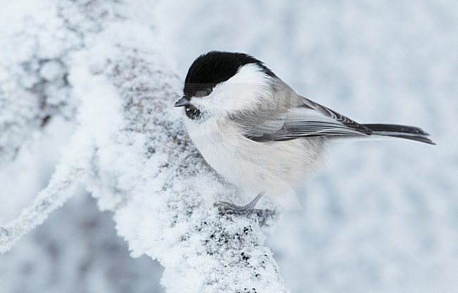 Matkop in de sneeuw; Willow Tit in the snow stock-image by Agami/Markus Varesvuo,