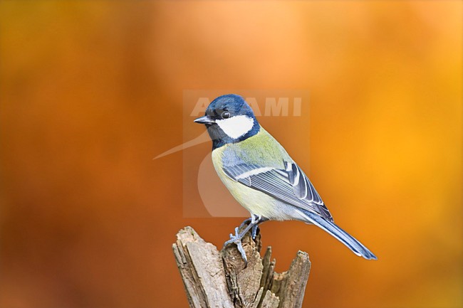 Koolmees zittend op tak in de herfst; Great Tit perched on branch during fall stock-image by Agami/Marc Guyt,