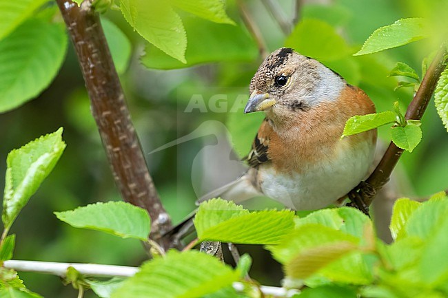 A Brambling, Fringilla montifringilla is a winter visitor to The Netherlands, leaving the country in the springtime. stock-image by Agami/Jacob Garvelink,