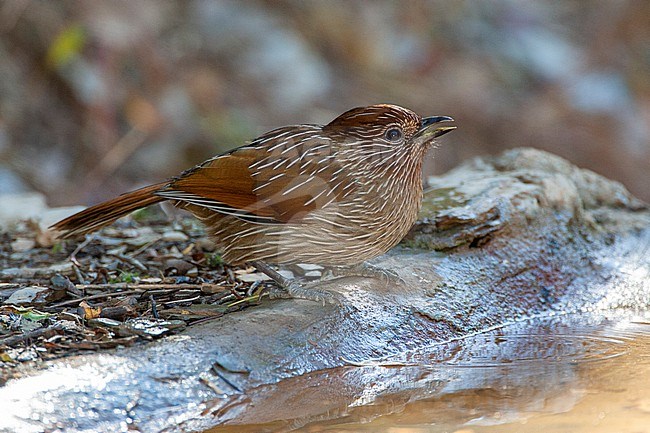 Striated Laughingthrush (Grammatoptila striatus) at ecolodge at Pangot in India. Drinking from forest pool. stock-image by Agami/Marc Guyt,
