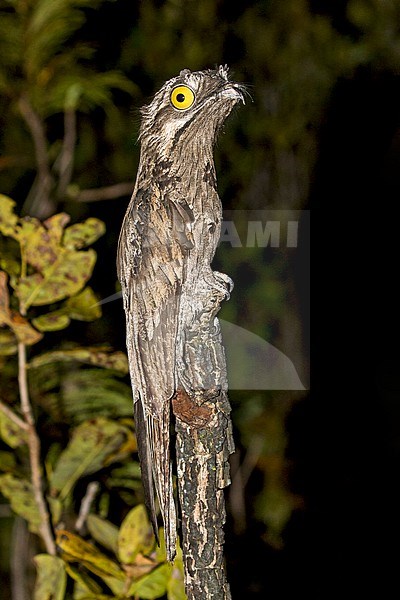 Common potoo (Nyctibius griseus griseus) in Paraguay. Also known as poor-me-ones or urutau. stock-image by Agami/Pete Morris,