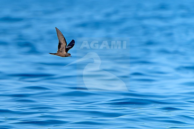 Black Storm Petrel, Hydrobates melania, in flight off the coast of Mexico. stock-image by Agami/Dani Lopez-Velasco,