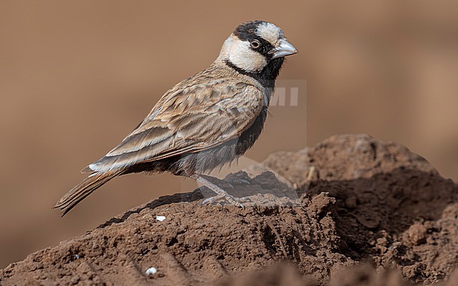 Male Cape Verde Black-crowned Sparrow-Lark (Eremopterix nigriceps nigriceps) sitting on the ground in Moia Moia, Santiago, Cape Verde. stock-image by Agami/Vincent Legrand,