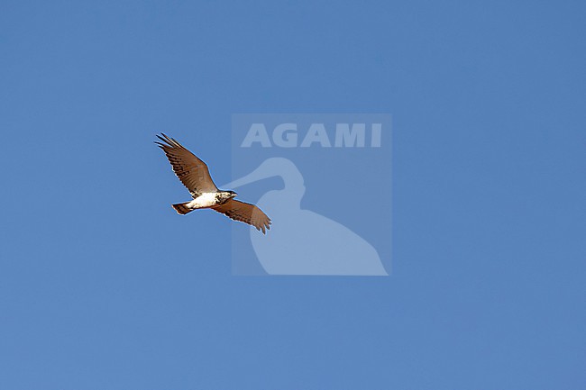 black-chested snake eagle or black-breasted snake eagle (Circaetus pectoralis) in flight near Aero in Ethiopia stock-image by Agami/Mathias Putze,