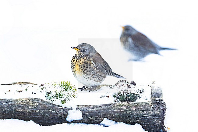 Filedfare (Turdus pilaris) feeding on apples in the snow in an urban backyard in the Netherlands during a cold period in winter. stock-image by Agami/Arnold Meijer,