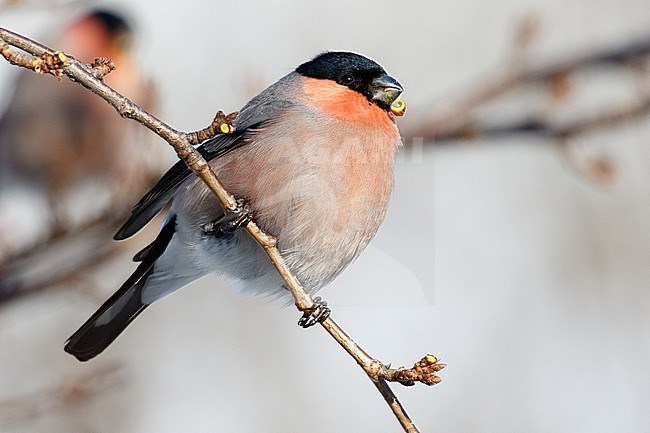 Male Eurasian Bullfinch, Pyrrhula pyrrhula griseiventris stock-image by Agami/Stuart Price,