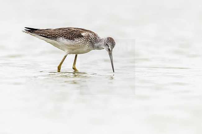 Common Greenshank, Tringa nebularia stock-image by Agami/Eric Tempelaars,