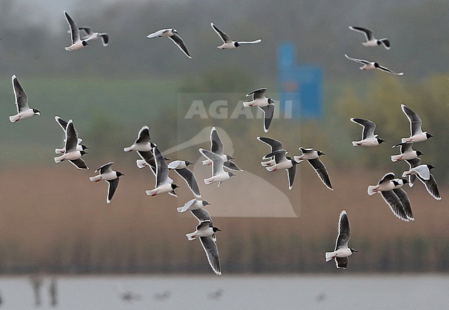 Little Gull (Hydrocoloeus minutus), group in flight, seen from the side. stock-image by Agami/Fred Visscher,