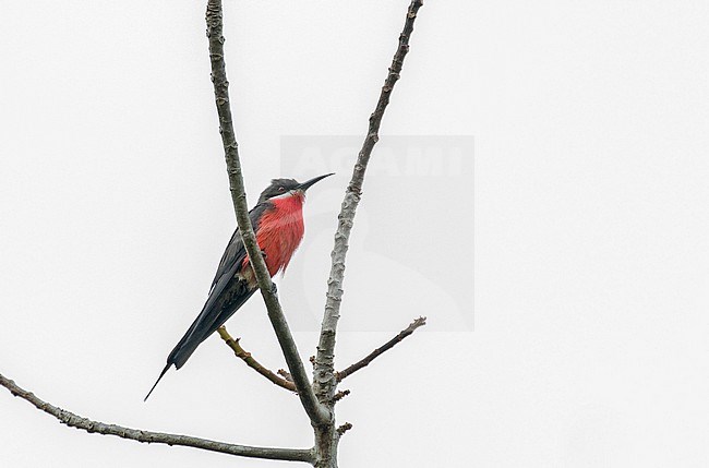 Rosy Bee-eater (Merops malimbicus) in Gabon. stock-image by Agami/Pete Morris,