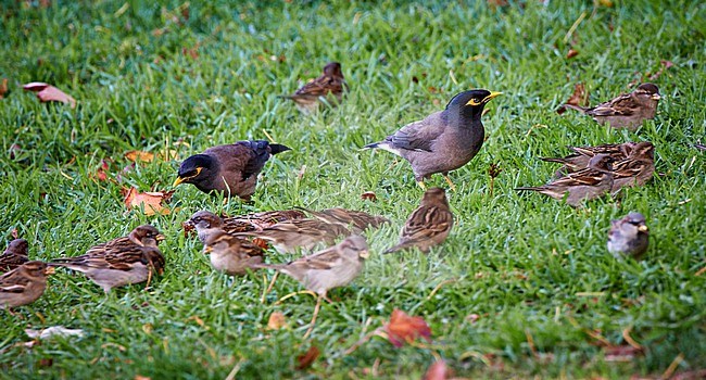 Invasive Common Myna (Acridotheres tristis) foraging in an urban park with House Sparrows (Passer domesticus), New Zealand stock-image by Agami/Tomas Grim,