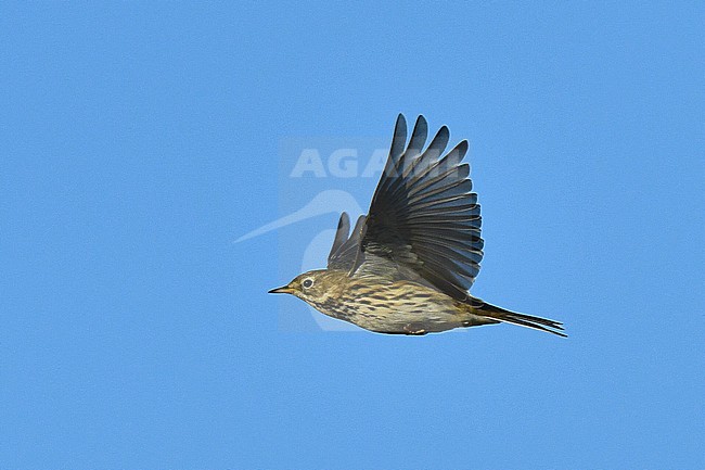 Migrating Meadow Pipit (Anthus pratensis) over Texel in the Netherlands. stock-image by Agami/Laurens Steijn,