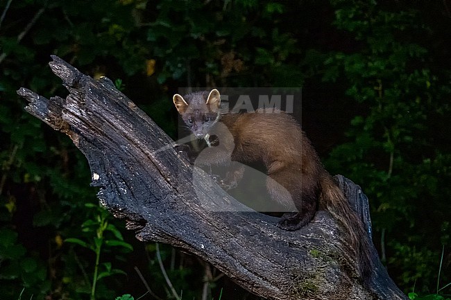 Tree, Marter in a dead tree. The picture is taken at night. Dark background. stock-image by Agami/Hans Germeraad,