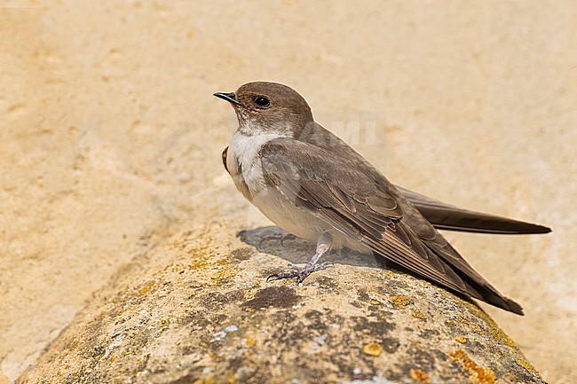 Eurasian Crag Martin, Ptyonoprogne rupestris, in Italy. stock-image by Agami/Daniele Occhiato,