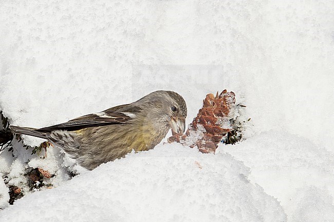 Female Two-barred Crossbill (Loxia leucoptera) feeding on cone seeds in northern taiga forest, Finland. stock-image by Agami/Markus Varesvuo,