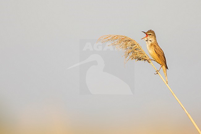 Adult male Great Reed Warbler (Acrocephalus arundinaceus) singing in reed bed in Ebro delta, Spain. stock-image by Agami/Rafael Armada,