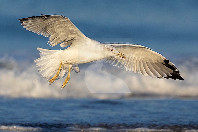 Yellow-legged Gull (Larus michahellis), side view of an immature in flight, Campania, Italy stock-image by Agami/Saverio Gatto,