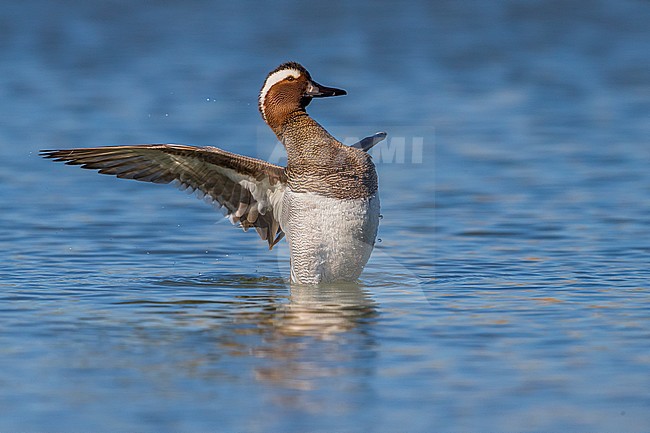 Mannetje Zomertaling, Garganey male stock-image by Agami/Daniele Occhiato,