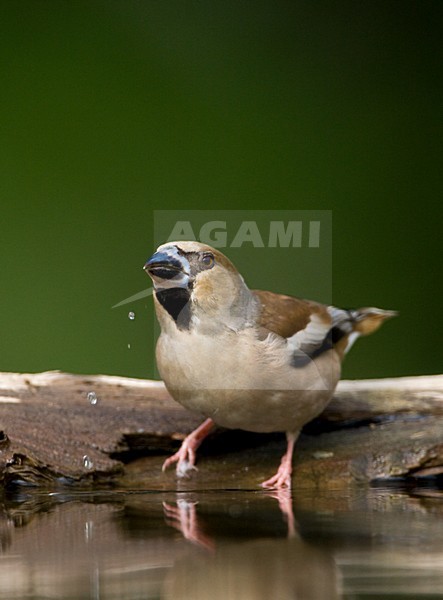 Appelvink bij de drinkplaats; Hawfinch at drinking site stock-image by Agami/Marc Guyt,