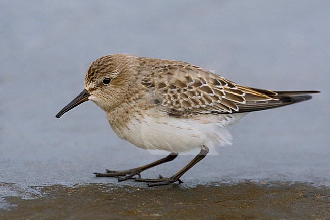 Piro-piro di Bonaparte; White-rumped Sandpiper; Calidris fuscico stock-image by Agami/Daniele Occhiato,