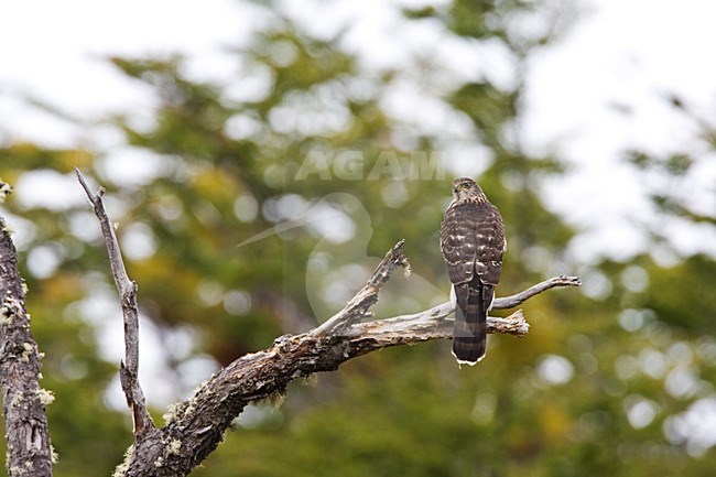 Chileense Sperwer zittend op tak; Chilean Hawk perched on a branch stock-image by Agami/Marc Guyt,