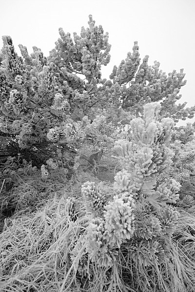 Grove Den in de sneeuw; Scots pine covered with snow stock-image by Agami/Menno van Duijn,