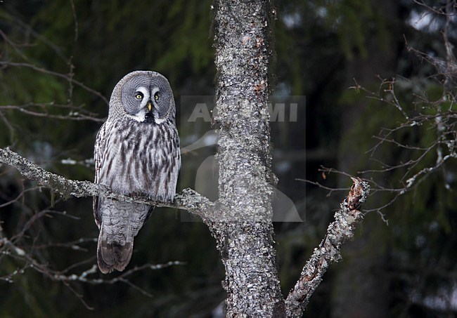 Laplanduil zittend op een tak; Great Grey Owl perched on branch stock-image by Agami/Markus Varesvuo,