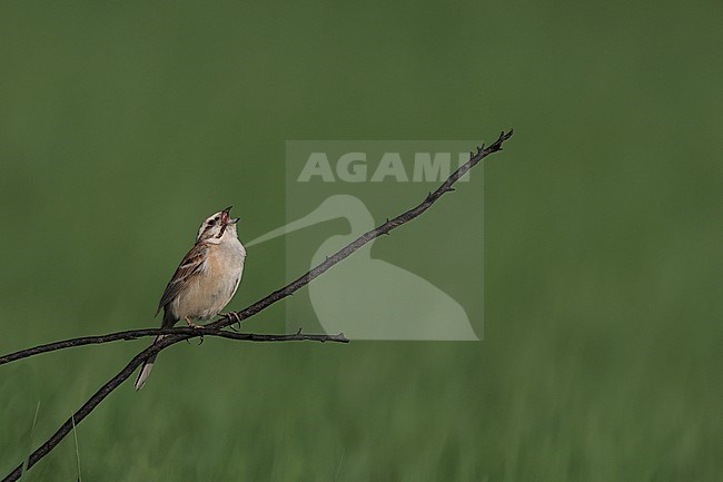 An adult singing male Rufous-backed Bunting or Jankowski's Bunting (Emberiza jankowskii) perching of a freshly burned branch of a bush in South Eastern Mongolia close to Chinese border in Dornod Aimag stock-image by Agami/Mathias Putze,