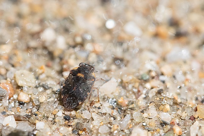 Ochterus marginatus stock-image by Agami/Arnold Meijer,