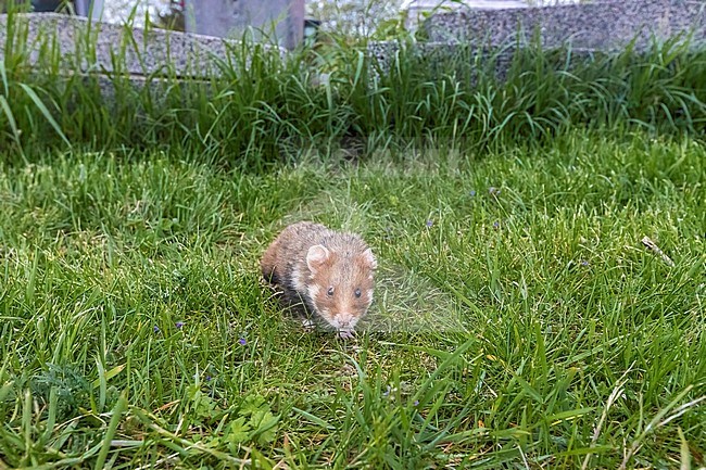 Adult Common Hamster (Cricetus cricetus) walking in Friedhof Wien Meidling, Vienna, Austria. stock-image by Agami/Vincent Legrand,