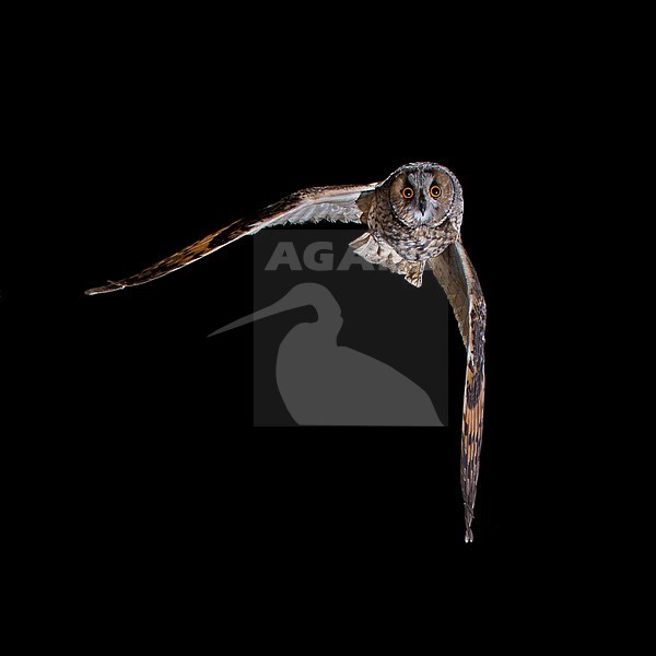 Ransuil vliegend, Long Eared owl fllying stock-image by Agami/Theo Douma,